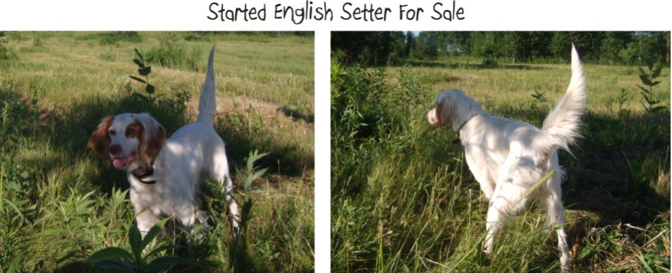 Started English Setter for sale