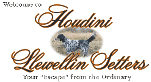 Houdini Llewellin Setters Logo