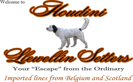 Houdini Llewellin Setters Logo