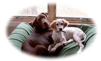 Bailey and Lady